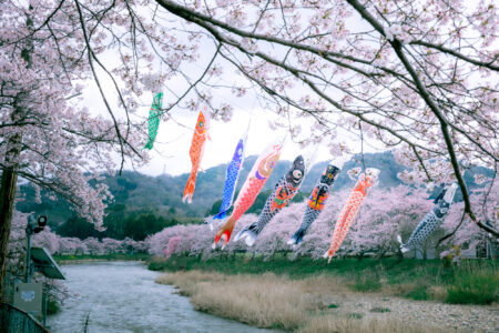 広島県三原市白竜湖公園の桜景色スナップ撮影