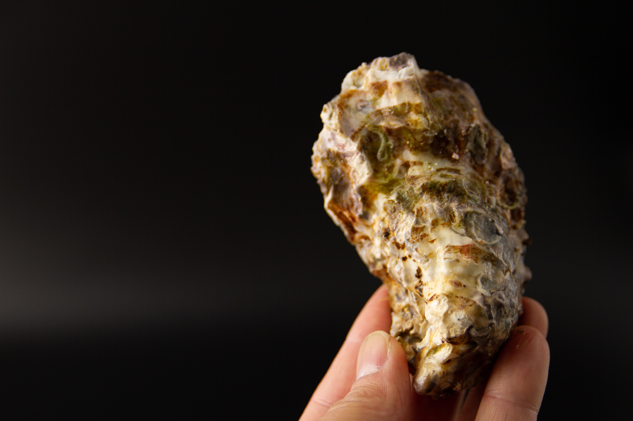 牡蠣の商品写真2