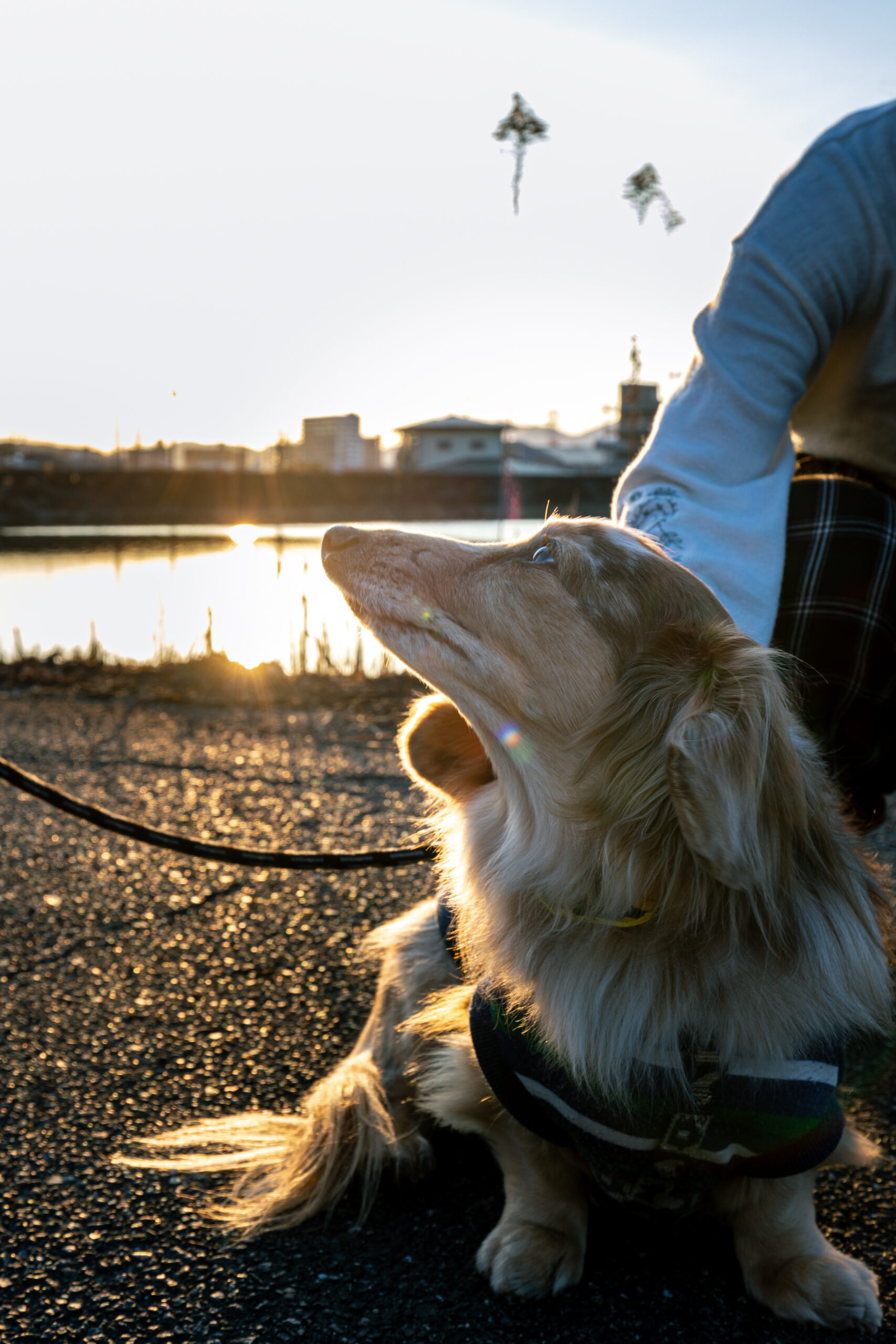 湖畔のワンちゃん
