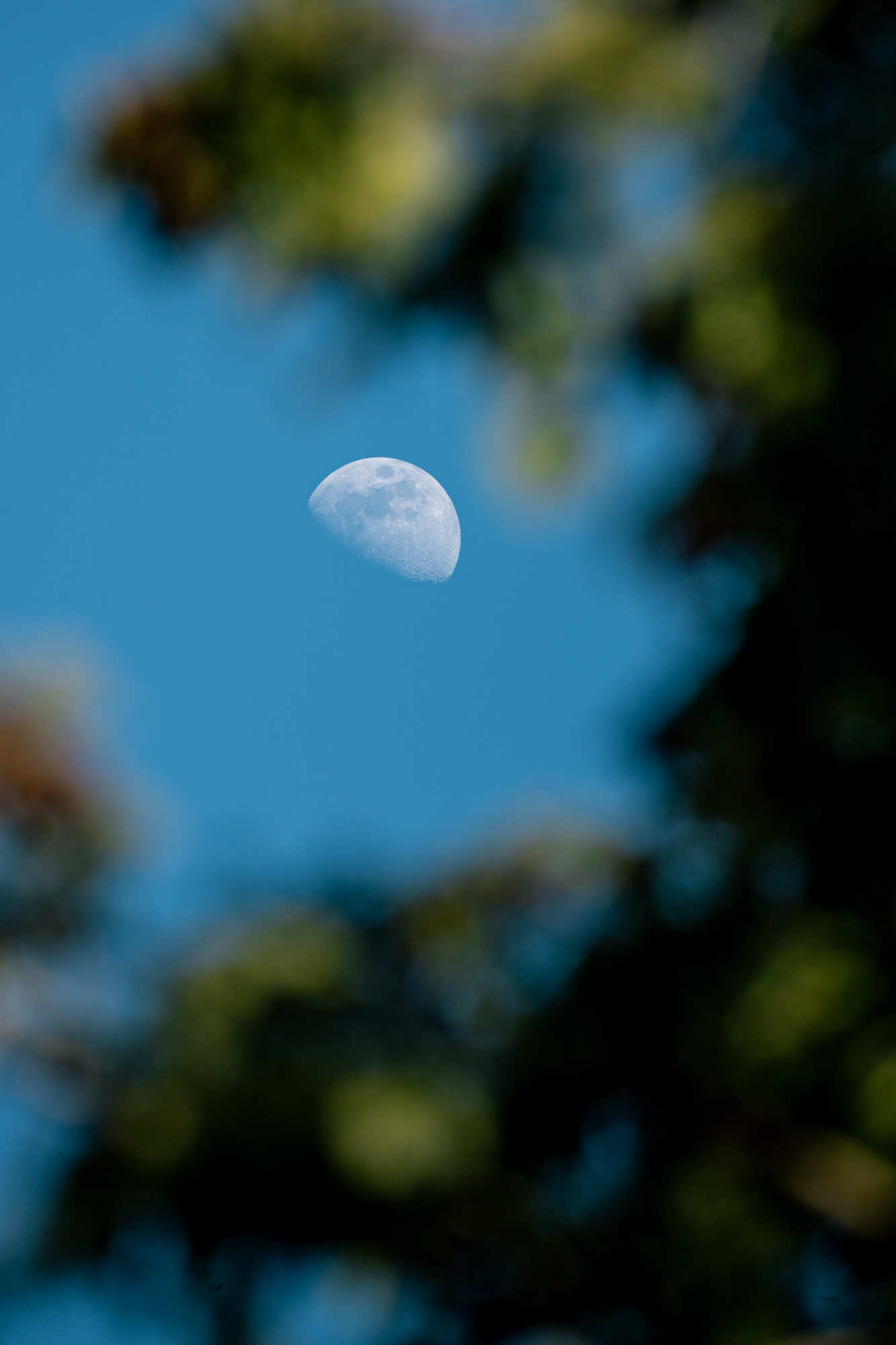 木々の隙間から見える月