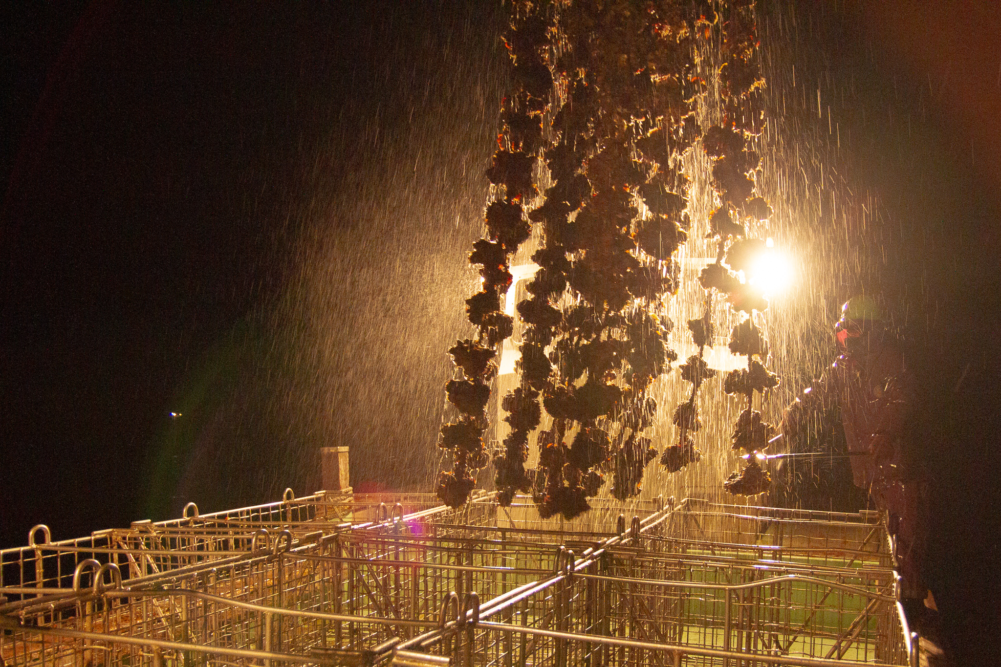夜明け前の静かな港。街灯が水面を照らしている。
